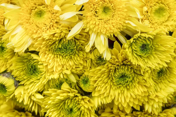 Schöne Gelbe Chrysanthemen Garten — Stockfoto