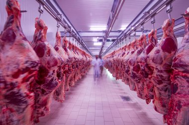 Buzdolabındaki büyük bir buzdolabında, taze asılmış yarım inek parçalarını sıraya dizin. Et endüstrisinde. Helal kesimi.