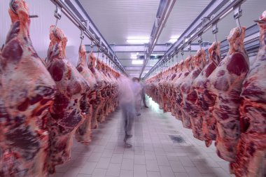 Buzdolabındaki büyük bir buzdolabında, taze asılmış yarım inek parçalarını sıraya dizin. Et endüstrisinde. Helal kesimi.