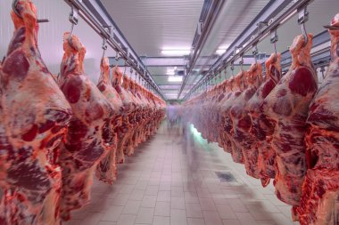 Buzdolabındaki büyük bir buzdolabında, taze asılmış yarım inek parçalarını sıraya dizin. Et endüstrisinde. Helal kesimi.