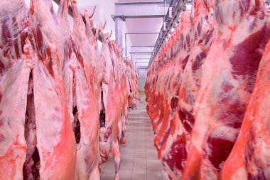 Buzdolabındaki büyük bir buzdolabında, taze asılmış yarım inek parçalarını sıraya dizin. Et endüstrisinde. Helal kesimi.