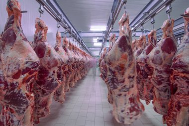 Buzdolabındaki büyük bir buzdolabında, taze asılmış yarım inek parçalarını sıraya dizin. Et endüstrisinde. Helal kesimi.