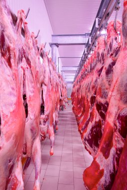 Buzdolabındaki büyük bir buzdolabında, taze asılmış yarım inek parçalarını sıraya dizin. Et endüstrisinde. Helal kesimi.