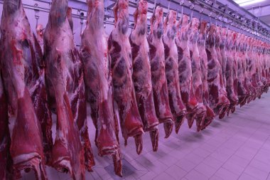Buzdolabındaki büyük bir buzdolabında, taze asılmış yarım inek parçalarını sıraya dizin. Et endüstrisinde. Helal kesimi.