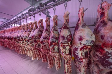 Buzdolabındaki büyük bir buzdolabında, taze asılmış yarım inek parçalarını sıraya dizin. Et endüstrisinde. Helal kesimi.
