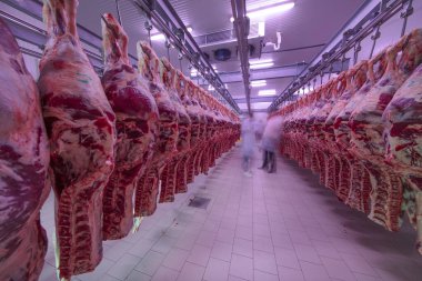 Buzdolabındaki büyük bir buzdolabında, taze asılmış yarım inek parçalarını sıraya dizin. Et endüstrisinde. Helal kesimi.