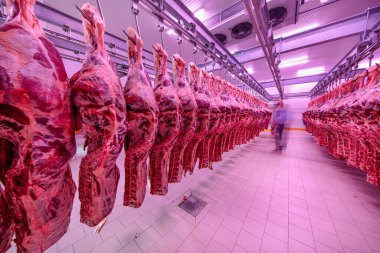 Buzdolabındaki büyük bir buzdolabında, taze asılmış yarım inek parçalarını sıraya dizin. Et endüstrisinde. Helal kesimi.