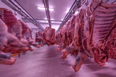 Buzdolabındaki büyük bir buzdolabında, taze asılmış yarım inek parçalarını sıraya dizin. Et endüstrisinde. Helal kesimi.