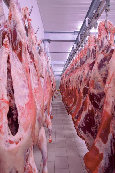 Close up of a half cow chunks fresh hung and arranged in a row in a large fridge in the fridge meat industry. Halal cutting.