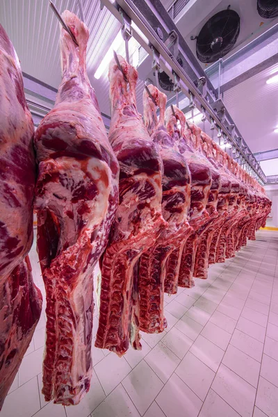 Close up of a half cow chunks fresh hung and arranged in a row in a large fridge in the fridge meat industry. Halal cutting.