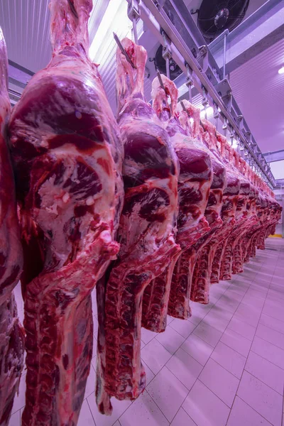 Половинку Коровьего Чунка Свежего Повесили Выстроили Ряд Большом Холодильнике Холодильнике — стоковое фото