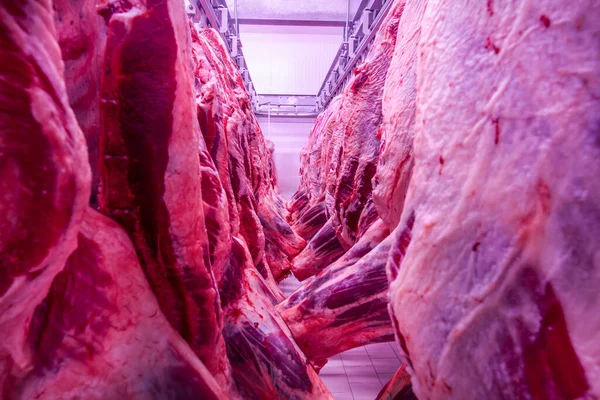 Buzdolabındaki Büyük Bir Buzdolabında Taze Asılmış Yarım Inek Parçalarını Sıraya — Stok fotoğraf