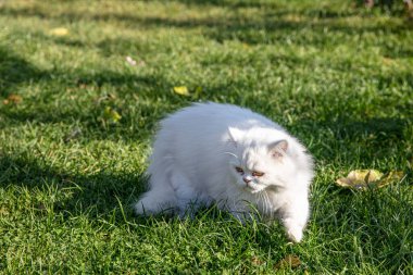 Farsça, İran ya da İran kedilerine özgü bir kedidir ve yaklaşık yüz yıl boyunca Avrupa ve Amerika 'da beslenmiştir..