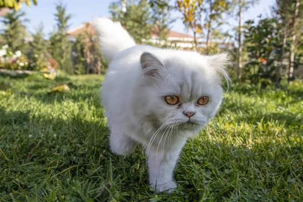 Persian is a cat native to the Persian or Iranian cats were fed in countries in Europe and America for nearly a hundred years.