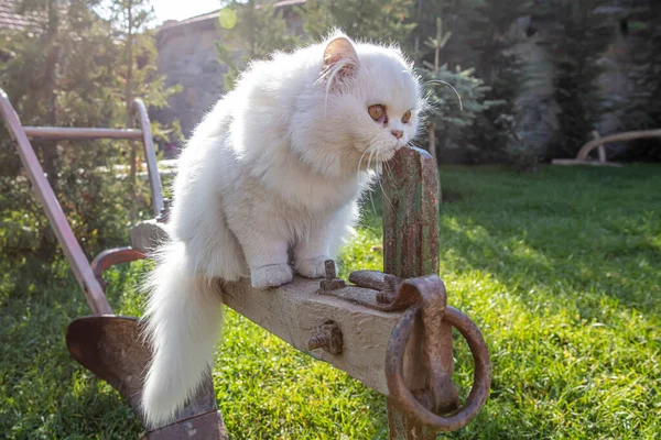 Persian is a cat native to the Persian or Iranian cats were fed in countries in Europe and America for nearly a hundred years.