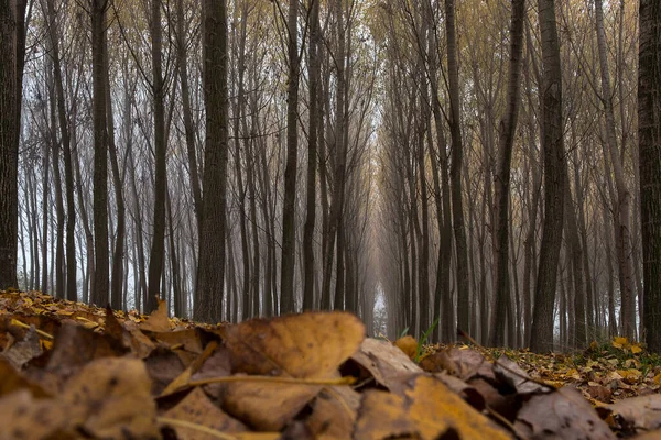 Floresta Outono Com Árvores Nuas — Fotografia de Stock