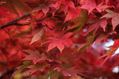 Sonbahar yaprakları, sonbahar bitkileri