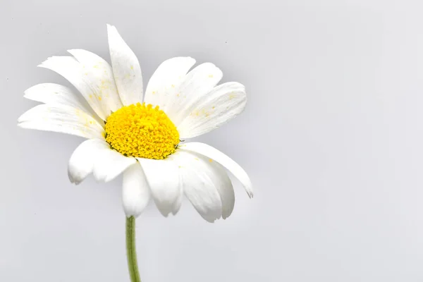 Hermosa Manzanilla Blanca Sobre Fondo Claro —  Fotos de Stock