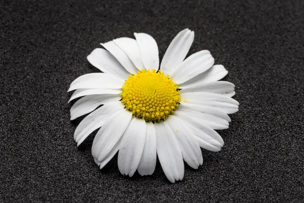 Beautiful Chamomile Flower Dark Background — Fotografia de Stock