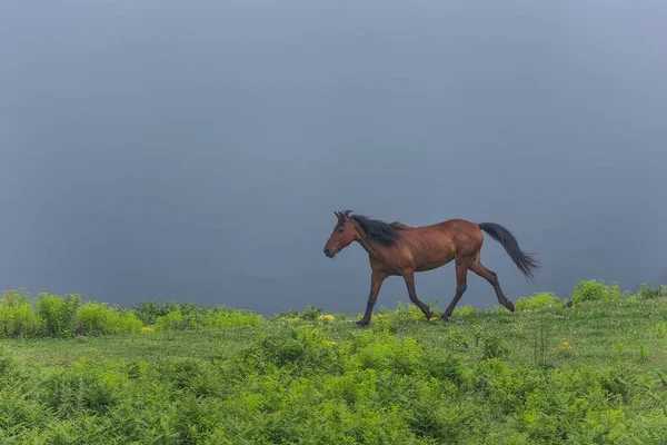 Beautiful Horse Walking Mountains — 图库照片