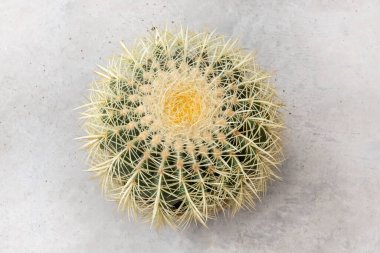 Altın fıçı kaktüsü (Echinocactus grusonii). Latince adı Echinocactus Grusonii olan kaktüsün yakın plan çekimi. Ayrıca saksılarda ve dikenlerde de mevcut. Pembe çiçek açan kaktüs..