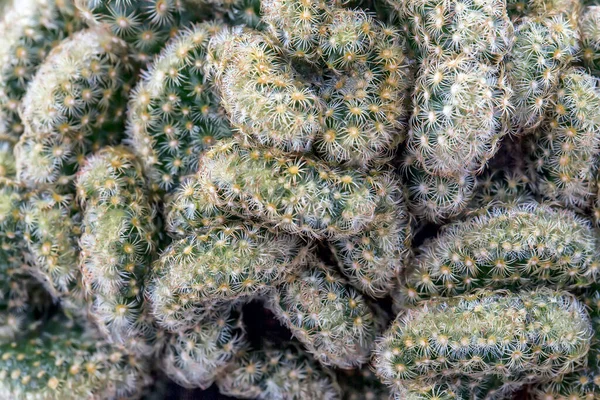 Vista Cerca Pila Con Cactus — Foto de Stock