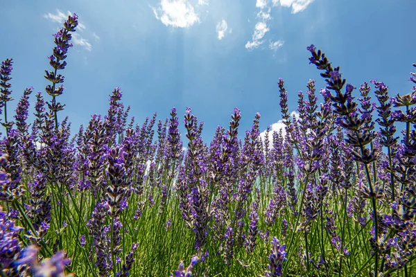 lavender flowers - purple lavender field. Blurred summer background of lavender flowers.