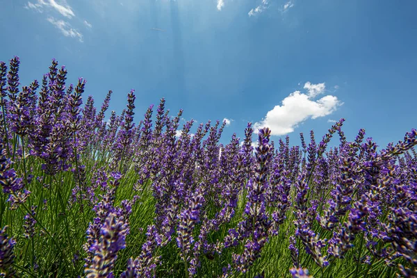 lavender flowers - purple lavender field. Blurred summer background of lavender flowers.