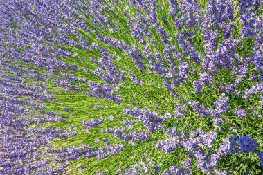 Lavanta çiçekleri - mor lavanta tarlası. Lavanta çiçeklerinin bulanık yaz arkaplanı.