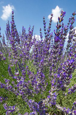 Lavanta çiçekleri - mor lavanta tarlası. Lavanta çiçeklerinin bulanık yaz arkaplanı.