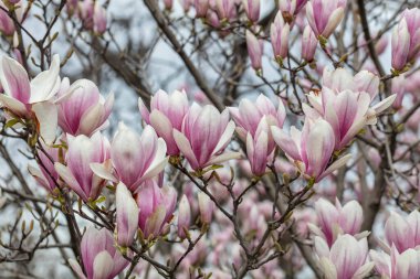 Baharda manolya çiçekleri
