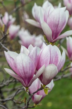 Bahçedeki manolya çiçekleri