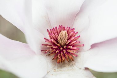 Bahçedeki güzel pembe çiçek