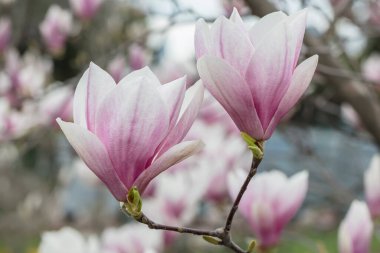 Baharda manolya çiçekleri