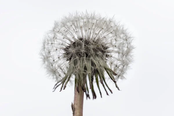 Semillas Diente León Sobre Fondo Blanco —  Fotos de Stock