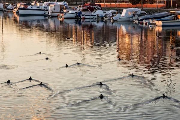 View Boats Moored Ducks Swimming Bay — Stock Fotó