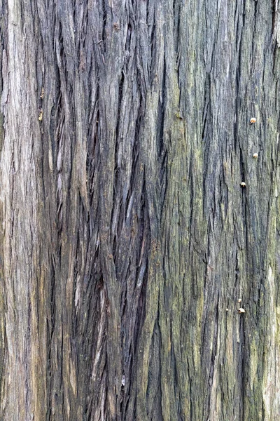 Tree Bark Textured Embossed Texture Brown Bark Tree Green Moss — Stock Photo, Image