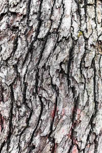 Baumrinde Strukturiert Geprägte Textur Der Braunen Rinde Eines Baumes Mit — Stockfoto