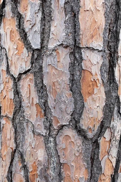 树皮变形了 有绿色苔藓和苔藓的树的褐色树皮的硬质感 — 图库照片
