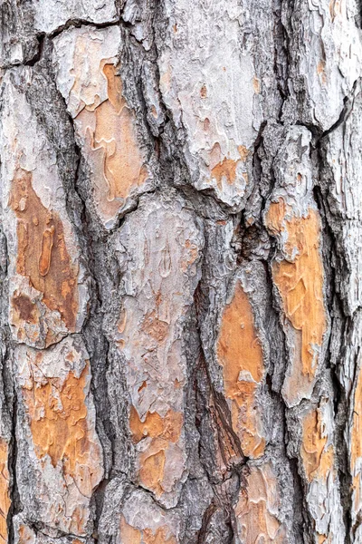 Strukturovaná Kůra Stromu Razítkovaná Textura Hnědé Kůry Stromu Zeleným Mechem — Stock fotografie