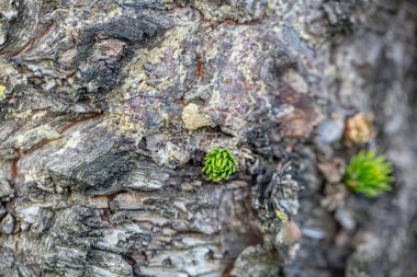 Genç iğne demetleri. Güçlü ağaç gövdesinde küçük tomurcuklar.