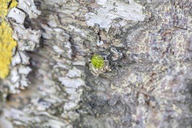 Genç iğne demetleri. Güçlü ağaç gövdesinde küçük tomurcuklar.