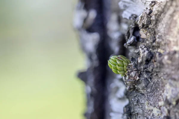 Mladé Výhonky Borovicových Jehlic Malé Pupeny Silném Kmeni Stromu — Stock fotografie