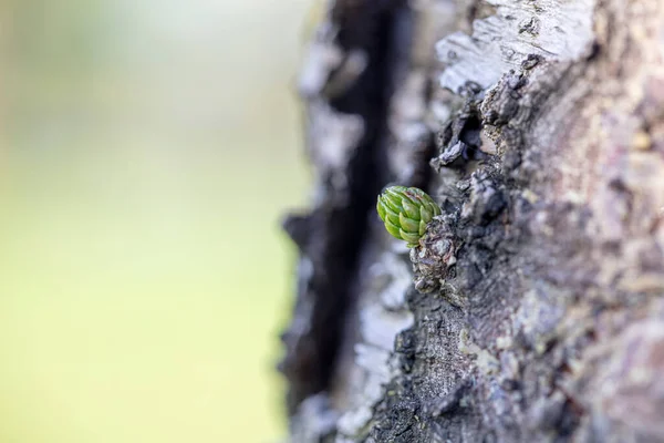 Young Shoots Pine Needle Bundles Small Buds Strong Tree Trunk — Stock Photo, Image