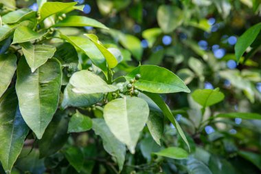 Portakal ağacı ve portakal çiçekleri. Bahar çiçekli portakal ağacı. Türkiye, Adana.