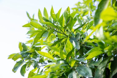 Portakal ağacı ve portakal çiçekleri. Bahar çiçekli portakal ağacı. Türkiye, Adana.