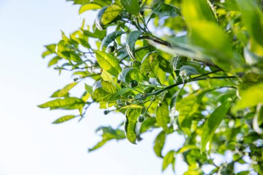 Portakal ağacı ve portakal çiçekleri. Bahar çiçekli portakal ağacı. Türkiye, Adana.