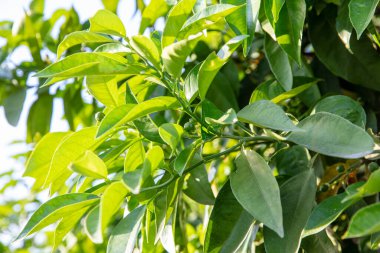 Portakal ağacı ve portakal çiçekleri. Bahar çiçekli portakal ağacı. Türkiye, Adana.