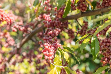 Elaeagnus Umbellata. Elaeagnus multiflora (Goumi, Gumi, Natsugumi veya Kiraz Gümüşü) Çin, Kore ve Japonya 'ya özgü yeşil sonbahar zeytinliği.. 
