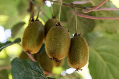 Olgun yeşil kivi ağaçta